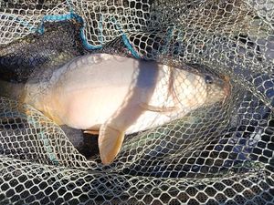 Mirror Carp