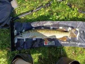 Northern Pike