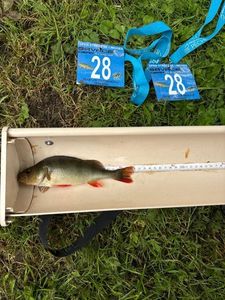 European Perch