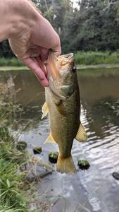 Largemouth Bass