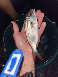 Blackspot Seabream