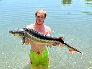 Sturgeon