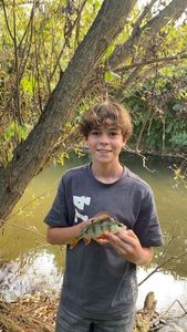 European Perch