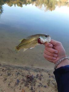 Largemouth Bass
