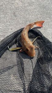 Grey Gurnard