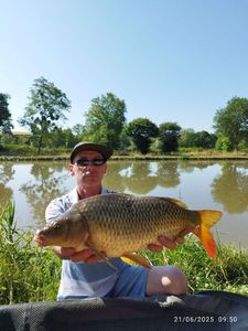Common Carp