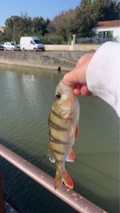 European Perch