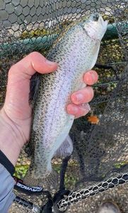 Rainbow Trout