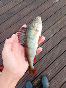 European Perch