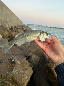 European Bass (Seabass)