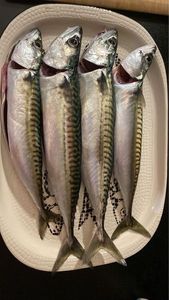 Mackerel