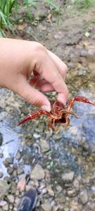 Red Swamp Crayfish