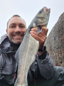 European Bass (Seabass)