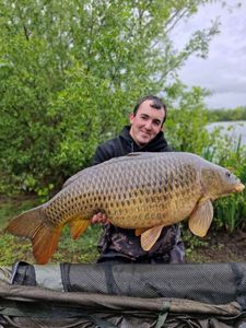 Common Carp