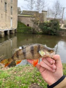 European Perch