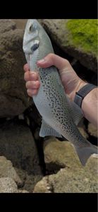 Spotted Seabass