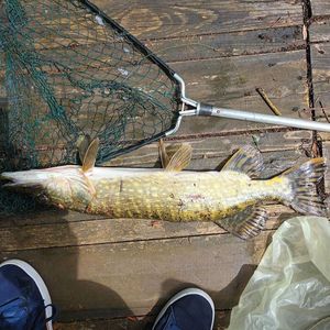 Northern Pike