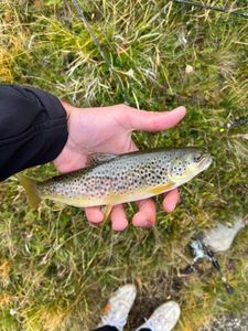 Brown Trout