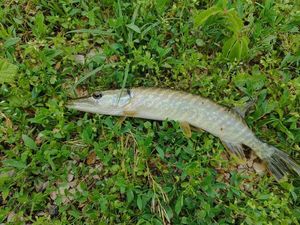 Northern Pike