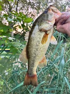 Largemouth Bass
