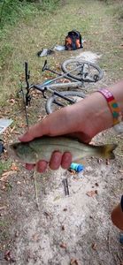Smallmouth Bass