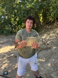 Common Bream