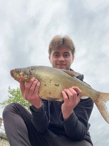 Common Bream