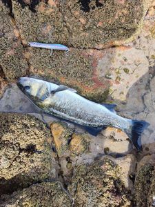 European Bass (Seabass)