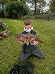 Common Carp