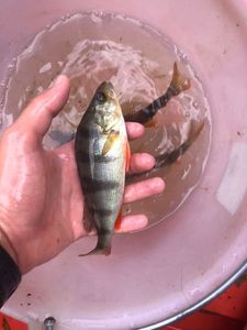 European Perch