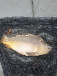 Mirror Carp