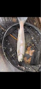 Rainbow Trout