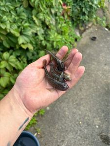 Giant Goby