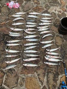 Mackerel