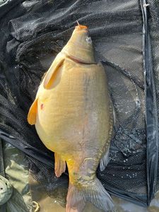 Mirror Carp
