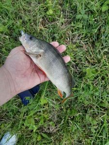European Perch