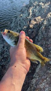 Largemouth Bass