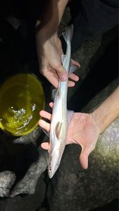 Common Smooth-hound
