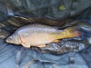 Mirror Carp