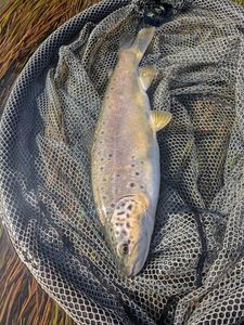 Brown Trout