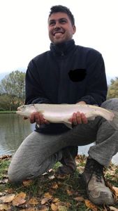 Rainbow Trout