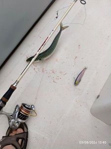 Mackerel