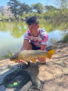 Common Carp