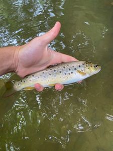 Brown Trout