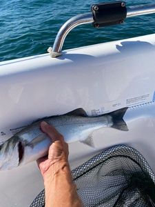 European Bass (Seabass)