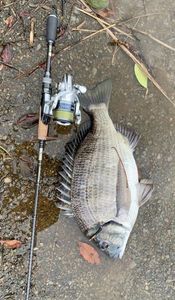 White Seabream