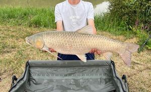 Grass Carp