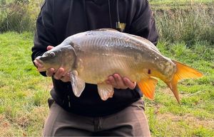 Mirror Carp