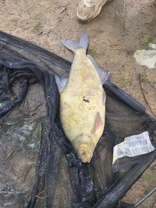 Common Bream