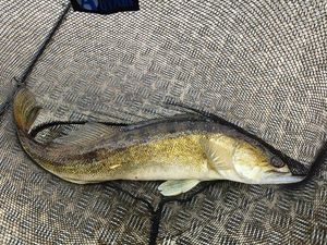 Zander